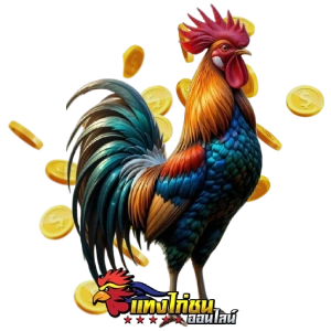 ไก่ชนสด